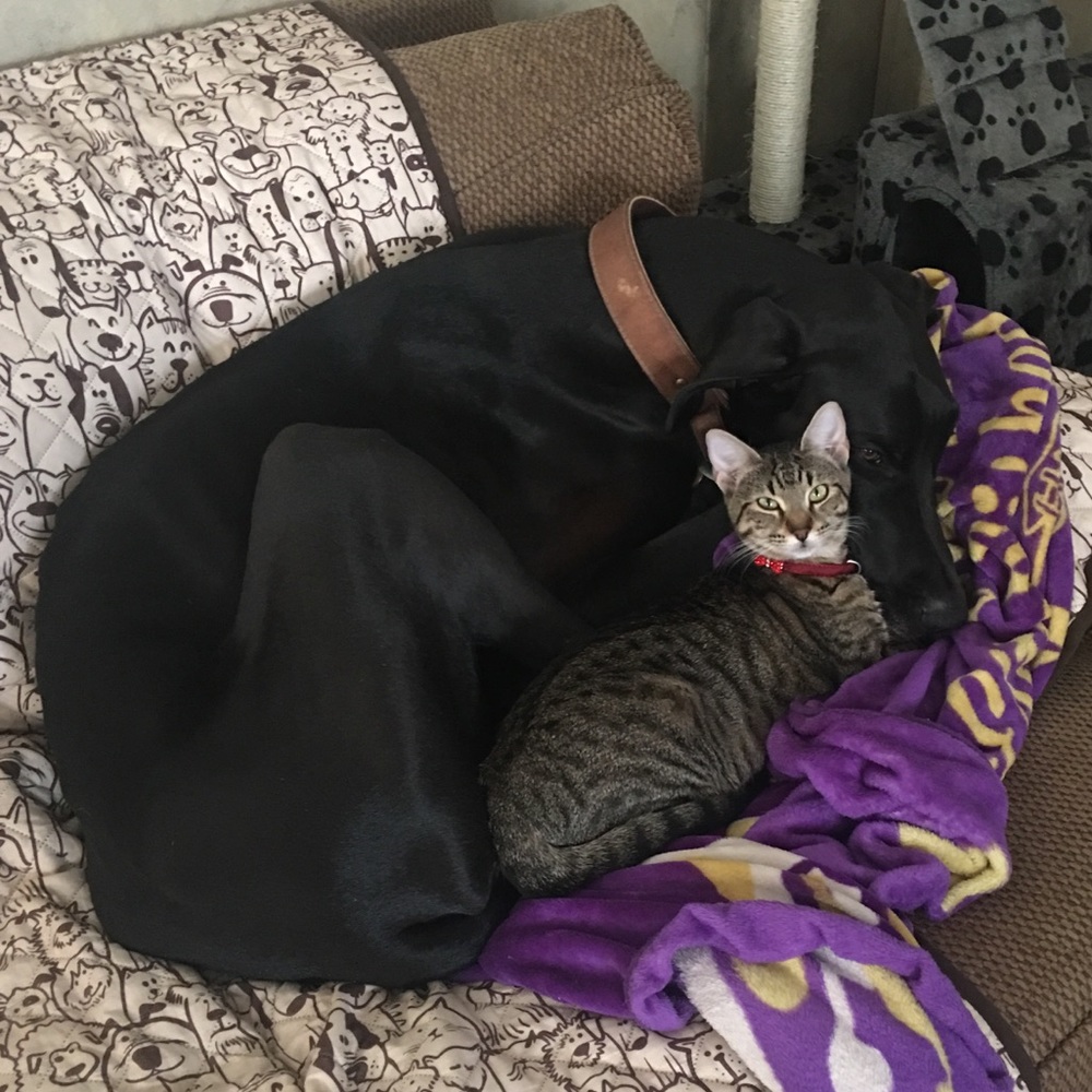 “Everything must go!” -Kimbeaux and Fancy